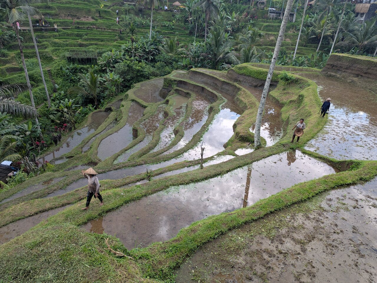 Melintasi terasering sawah Bali