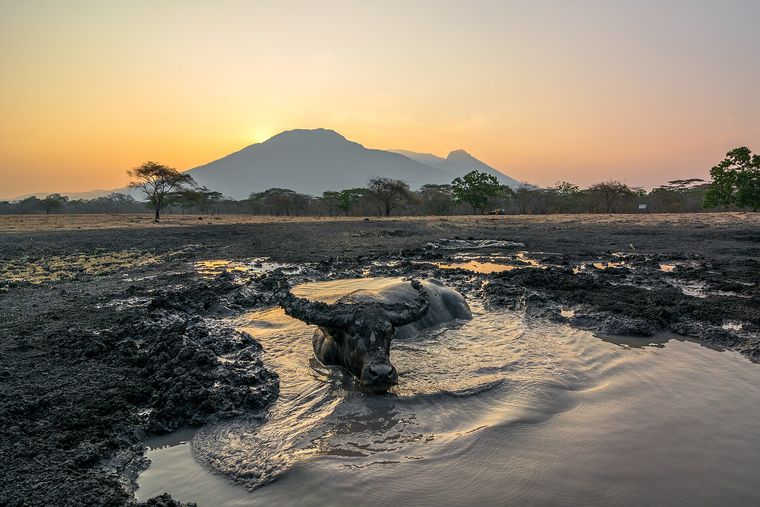 Baluran National Park Safari